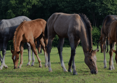 Elevage de Kermor : Elevage de chevaux CSO